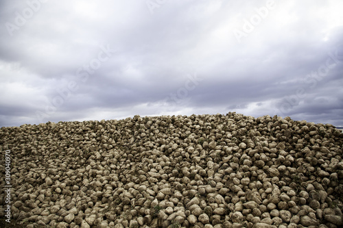 Sweet potatoes in the field