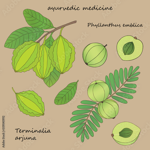 illustration of plants phyllanthus emblica and terminalia arjuna