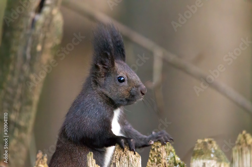 European brown squirrel in winter coat on a branch in the forest