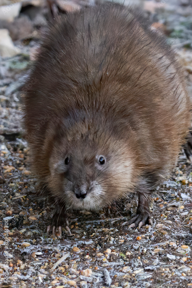 young muskram searches for food young muskram searches for food