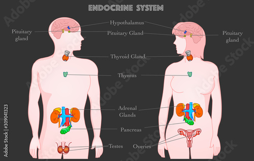 Endocrine system parts anatomy. Annotated. Woman man body. Hormones. Hypothalamus Pituitary gland Thyroid Parathyroids Adrenals Pineal Reproductive organs Ovaries and testes pankreas.  Dark vector