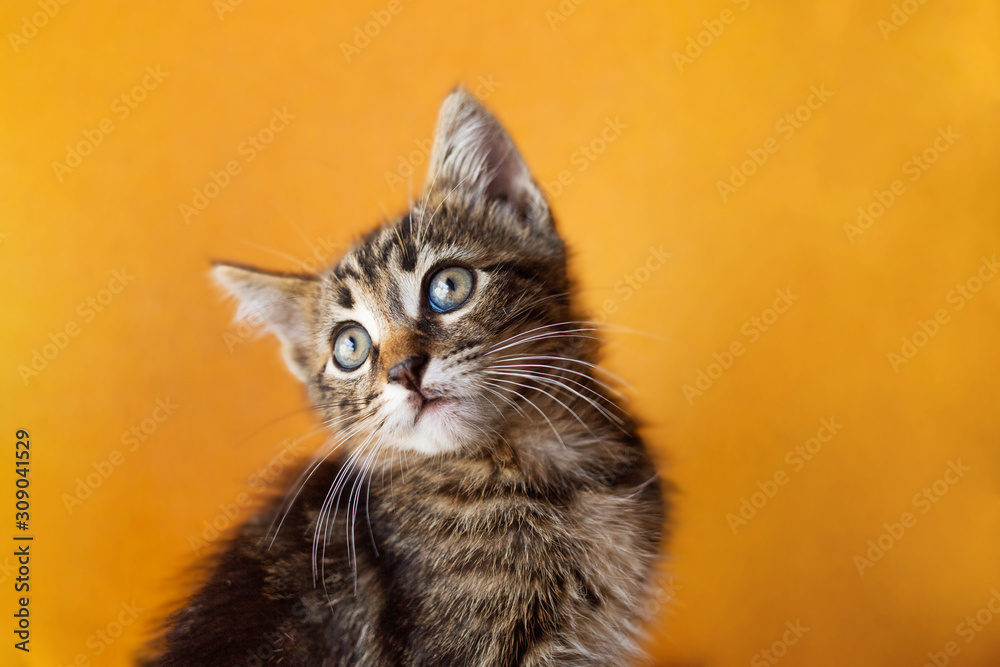 Funny Kitten over orange background. Curious kitten looking to camera.