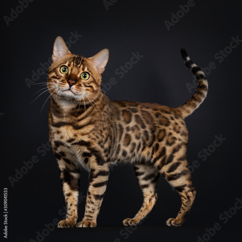 Handsome golden brown spotted young adut Bengal cat, standing side ways. Looking above camera with greenish eyes. Isolated on black background. Tail up.