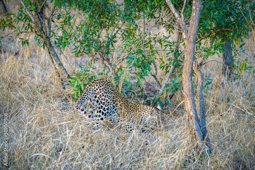 leopard in kruger national park, mpumalanga, south africa 5