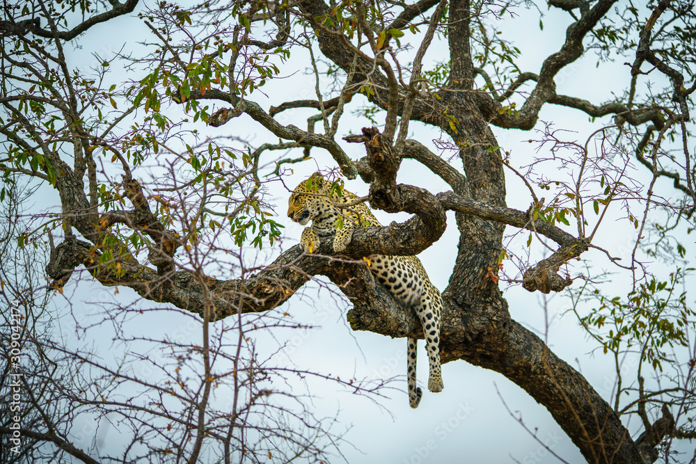 leopard in kruger national park, mpumalanga, south africa 56 leopard in kruger national park, mpumalanga, south africa 56