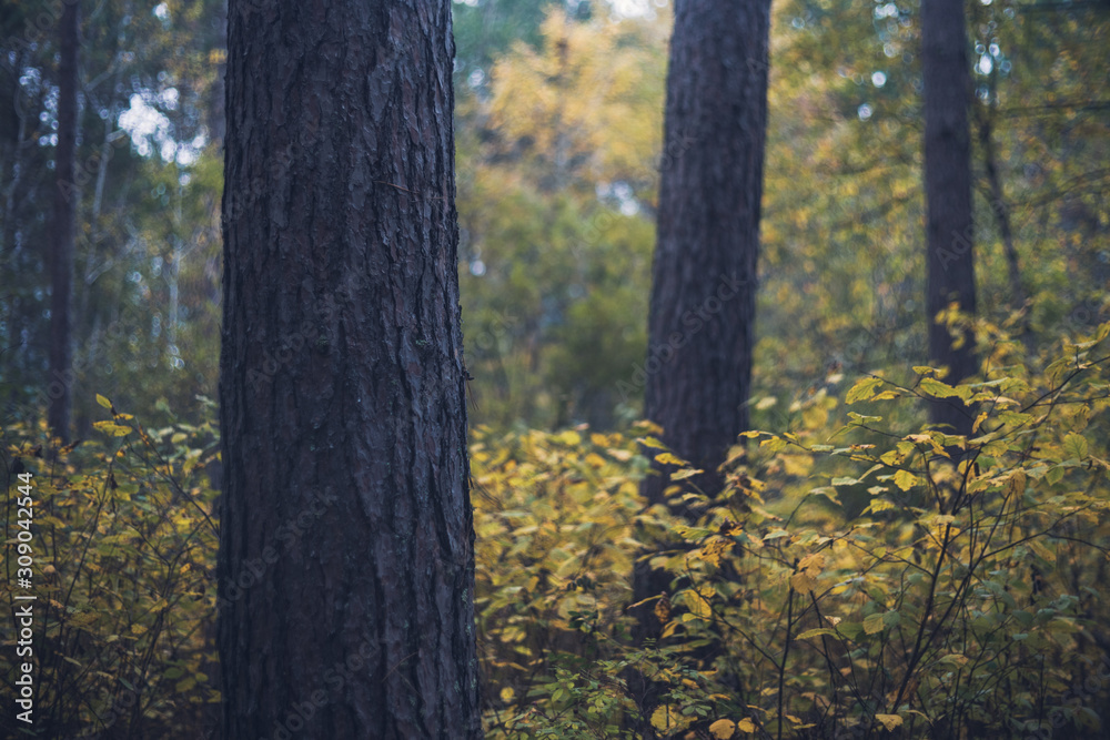 Naklejka premium Red Pine Forest in Fall