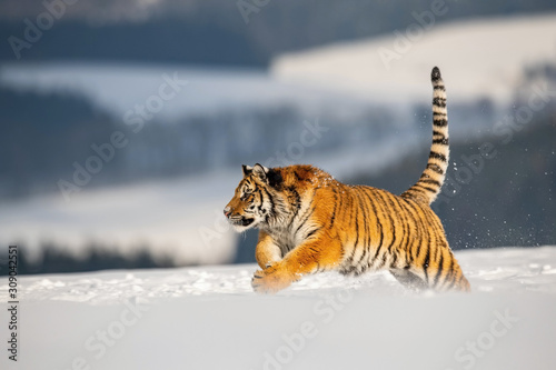 The Siberian Tiger, Panthera tigris tigris is running in the snow, in the background with snowy trees © Petr Šimon