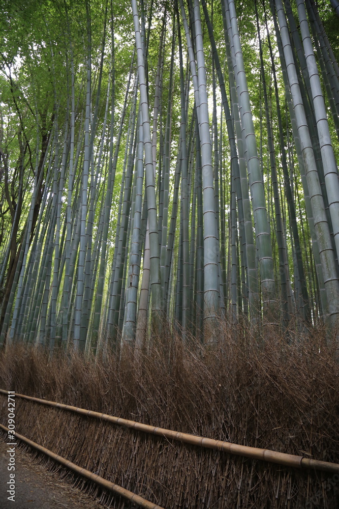Fototapeta premium Arashiyama forst, Kioto, Japonia