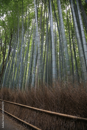 Arashiyama forst  Kyoto  Japan