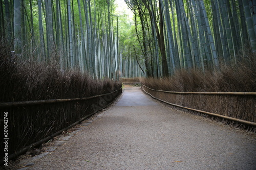 Arashiyama forst, Kyoto, Japan