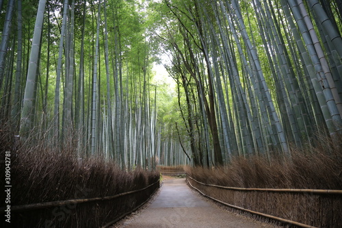 Arashiyama forst, Kyoto, Japan