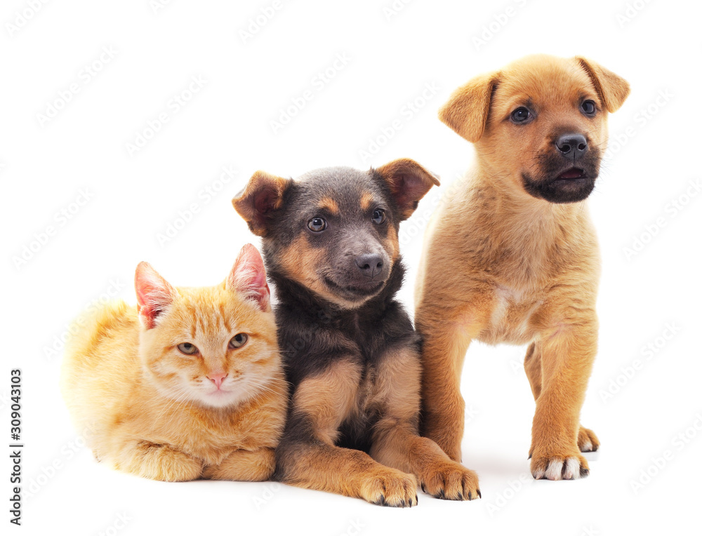Two dogs and a cat. Two dogs and a cat.
