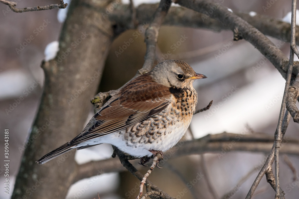 Fieldfare turdus pillaris sitting on branch of tree in winter looking for berries. Cute common thrush bird in wildlife. Fieldfare turdus pillaris sitting on branch of tree in winter looking for berries. Cute common thrush bird in wildlife.