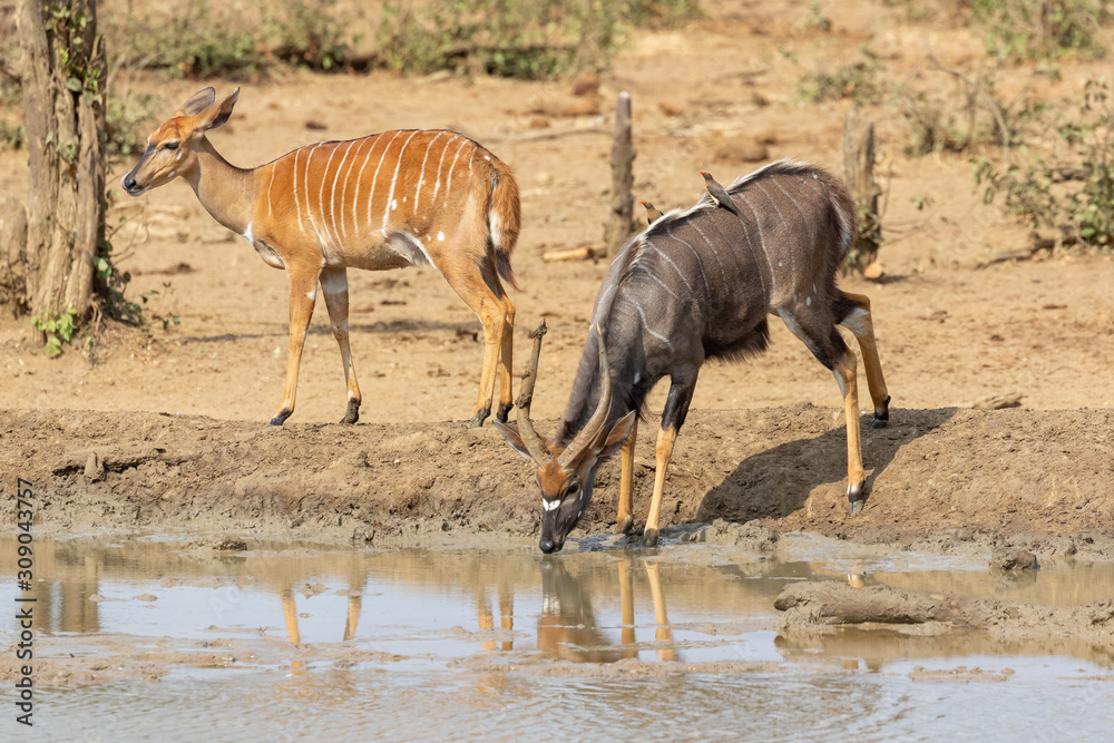 Nyala bull drinking water at a waterhole in Kruger National Park with a Nyala ewe standing next to the water. Nyala bull drinking water at a waterhole in Kruger National Park with a Nyala ewe standing next to the water.