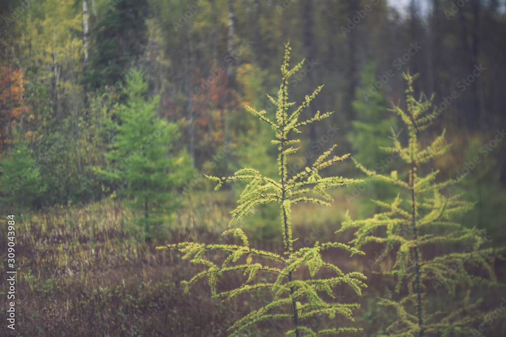 Early Fall Tamarack Trees Early Fall Tamarack Trees