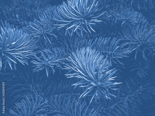 Fir branches classic blue spruce. Close up. Branches of classic blue spruce. Winter monochrome nature background. Spruce needles. Fluffy Christmas classic blue tree. Trendy color 2020.