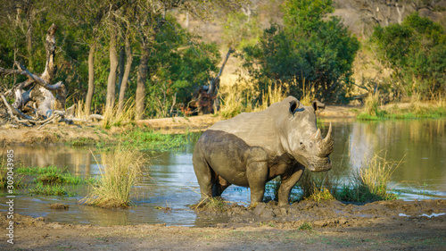 white rhino at a pond in kruger national park  mpumalanga  south africa 67