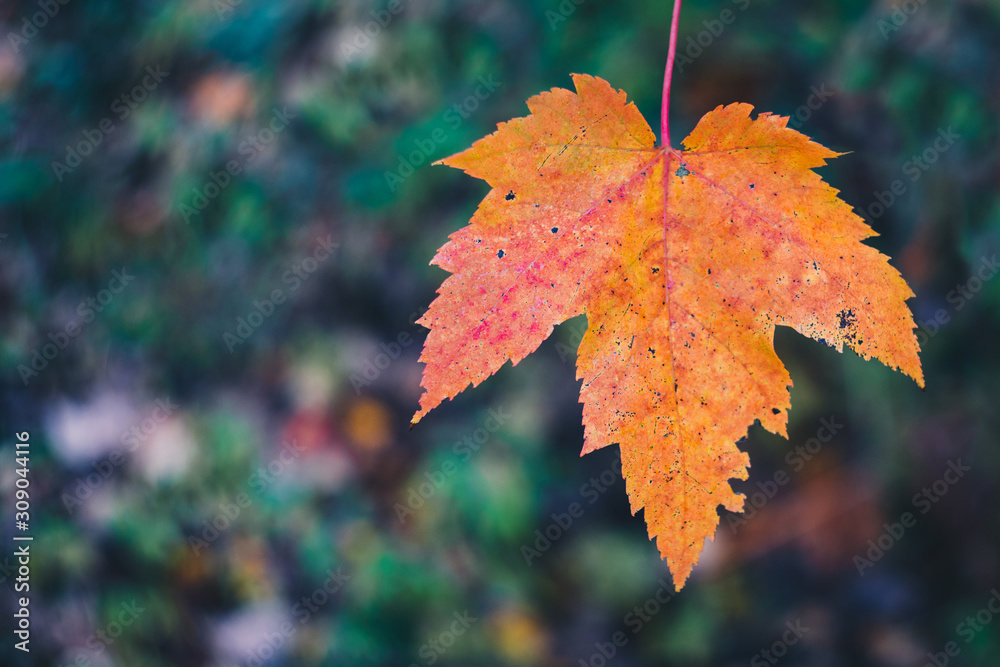Single Brightly Colored Maple Leaf