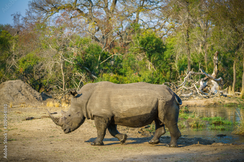 Fototapeta premium white rhino at a pond in kruger national park, mpumalanga, south africa 80
