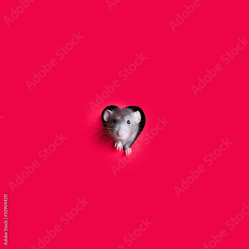 Greeting card. Cute funny rat is looking out of a hole in the shape of a heart in red paper. The rat is a symbol of the 2020.