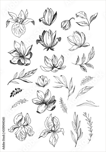 Floral set. Sketches of flowers, plants, leaves. Hand drawn illustration converted to vector. Outline with transparent background