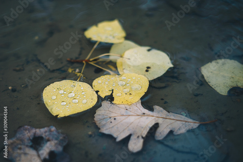 Aspen and Oak Leaves in Puddle