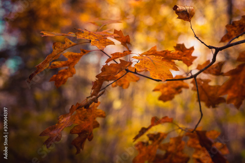 Fall Color Oak Leaves