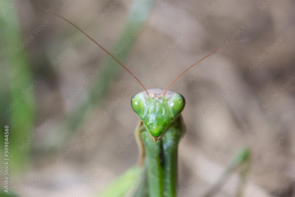 Portrait of European Mantis or Praying Mantis, Mantis religiosa, in nature Portrait of European Mantis or Praying Mantis, Mantis religiosa, in nature