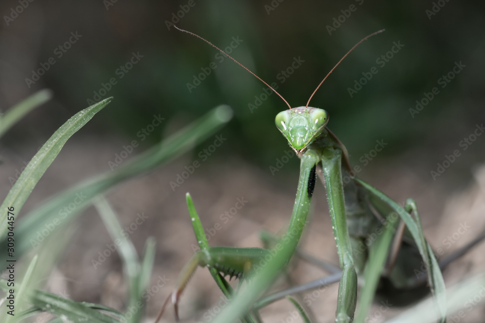 Portrait of European Mantis or Praying Mantis, Mantis religiosa, in nature Portrait of European Mantis or Praying Mantis, Mantis religiosa, in nature