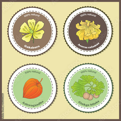 illustration of a medicinal plants ginkgo biloba, acorus calamus and tribulus terrestris. Label, price tag, sticker template