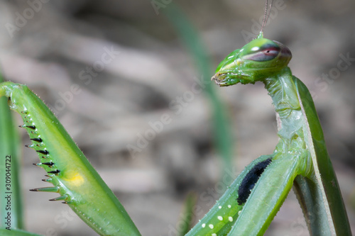 Portrait of European Mantis or Praying Mantis, Mantis religiosa, in nature photo
