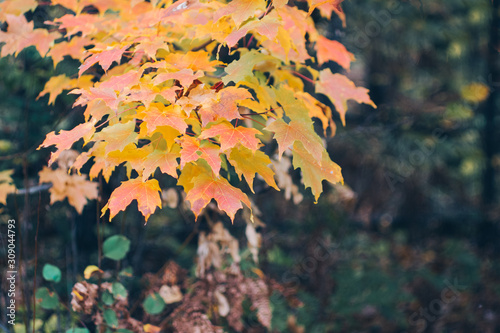 Sugar Maple Leaves in Fall