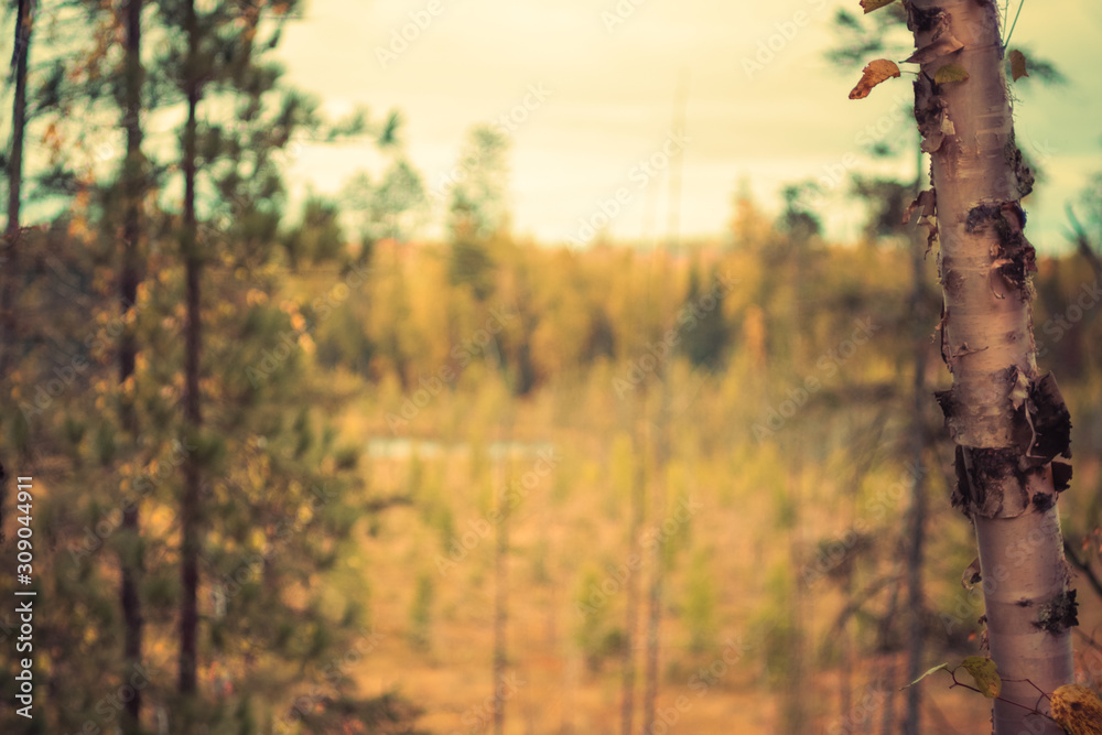 Fototapeta premium Boreal Forest Landscape in Fall