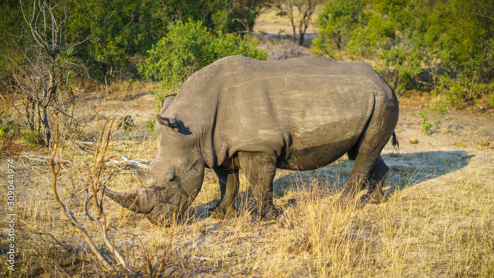 Obraz premium white rhino in kruger national park, mpumalanga, south africa 36