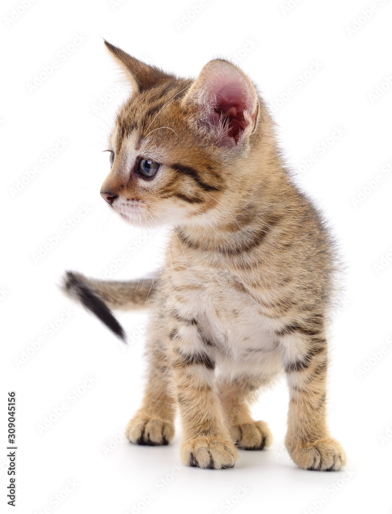 Obraz premium Kitten on white background.