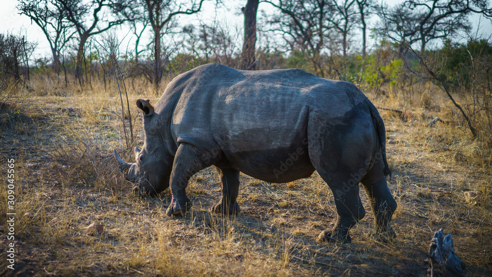 white rhino in kruger national park, mpumalanga, south africa 53 white rhino in kruger national park, mpumalanga, south africa 53