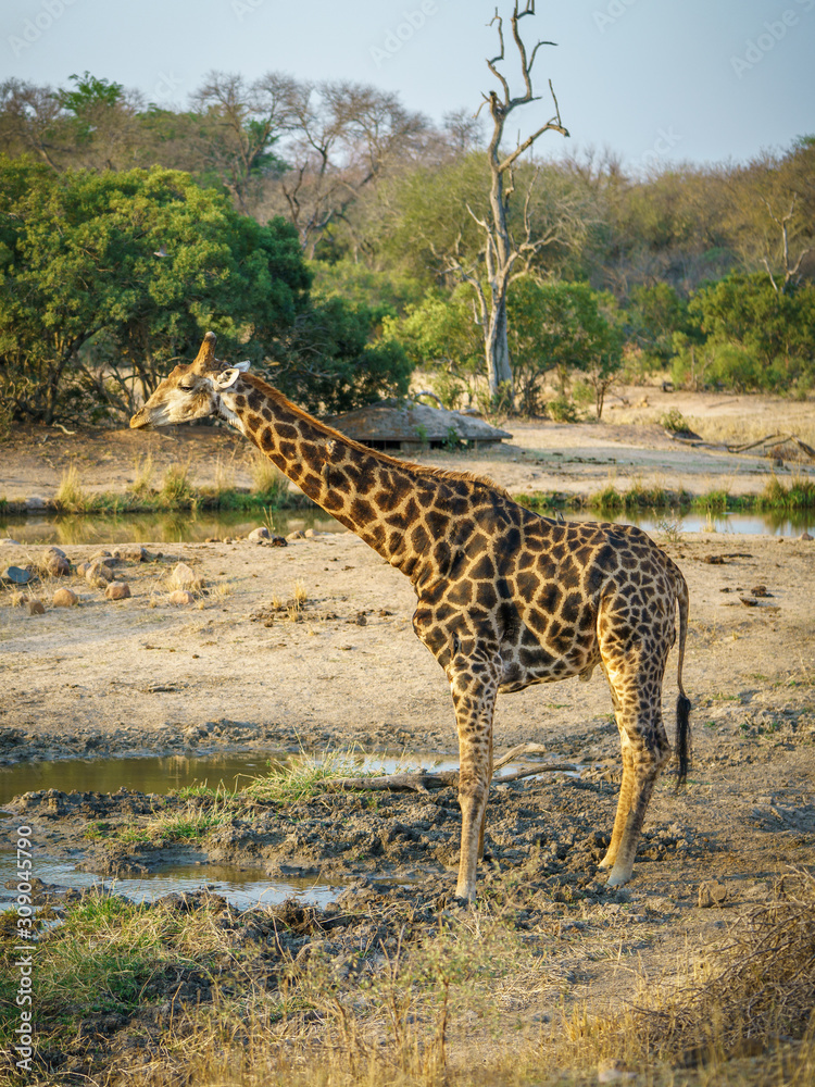 Fototapeta premium giraffe in kruger national park, mpumalanga, south africa