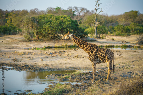 giraffe in kruger national park  mpumalanga  south africa