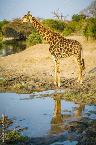 giraffe in kruger national park, mpumalanga, south africa