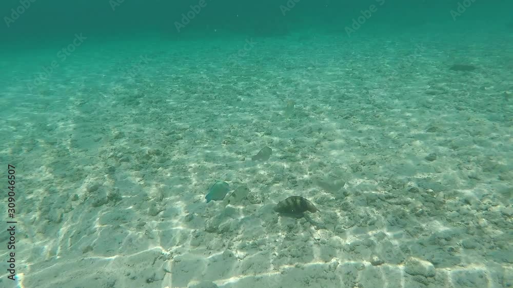 Last remaining fish and marine life, clinging n to a once vibrant coral reef location with sunlight caustics rays penetrating the water surface bringing UV light for photosynthesis Last remaining fish and marine life, clinging n to a once vibrant coral reef location with sunlight caustics rays penetrating the water surface bringing UV light for photosynthesis