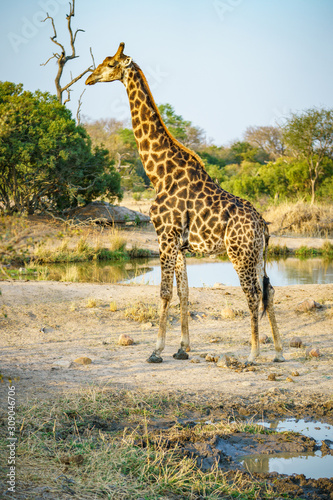 giraffe in kruger national park, mpumalanga, south africa © Christian B.