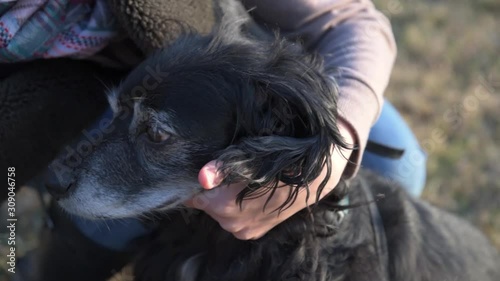 Cute Cocker Spaniel Gets Grooming 60fps