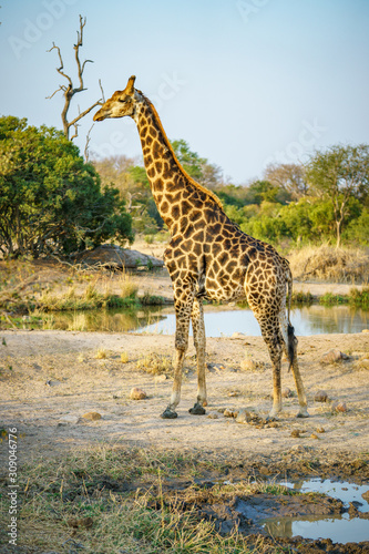 giraffe in kruger national park, mpumalanga, south africa