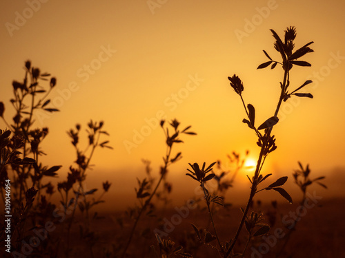 Drops of dew on plants at sunrise. Nature background