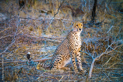 cheetah in kruger national park, mpumalanga, south africa