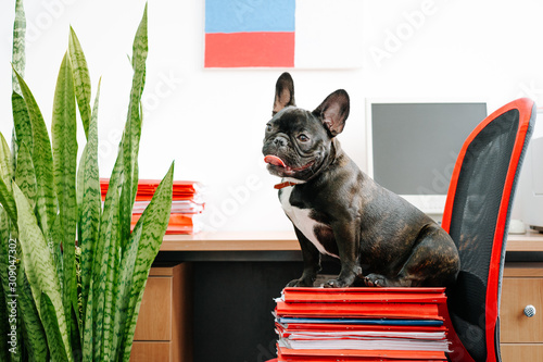 French bulldog sitting in office