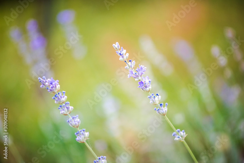 Lavender plant close up photo