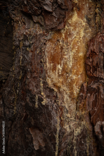 Pine bark texture with resin