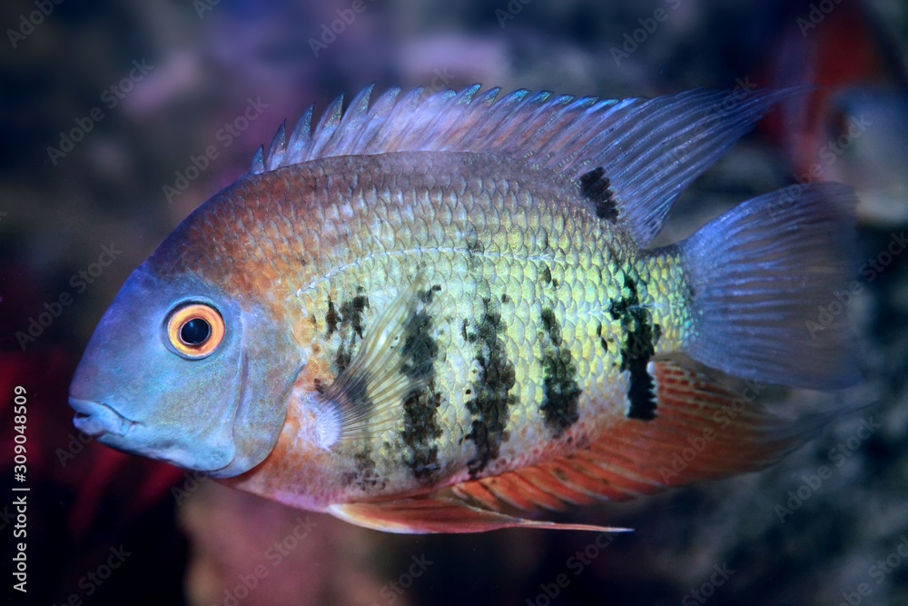 Red Shoulder Severum (Heros efasciatus) fish from Amazon Red Shoulder Severum (Heros efasciatus) fish from Amazon