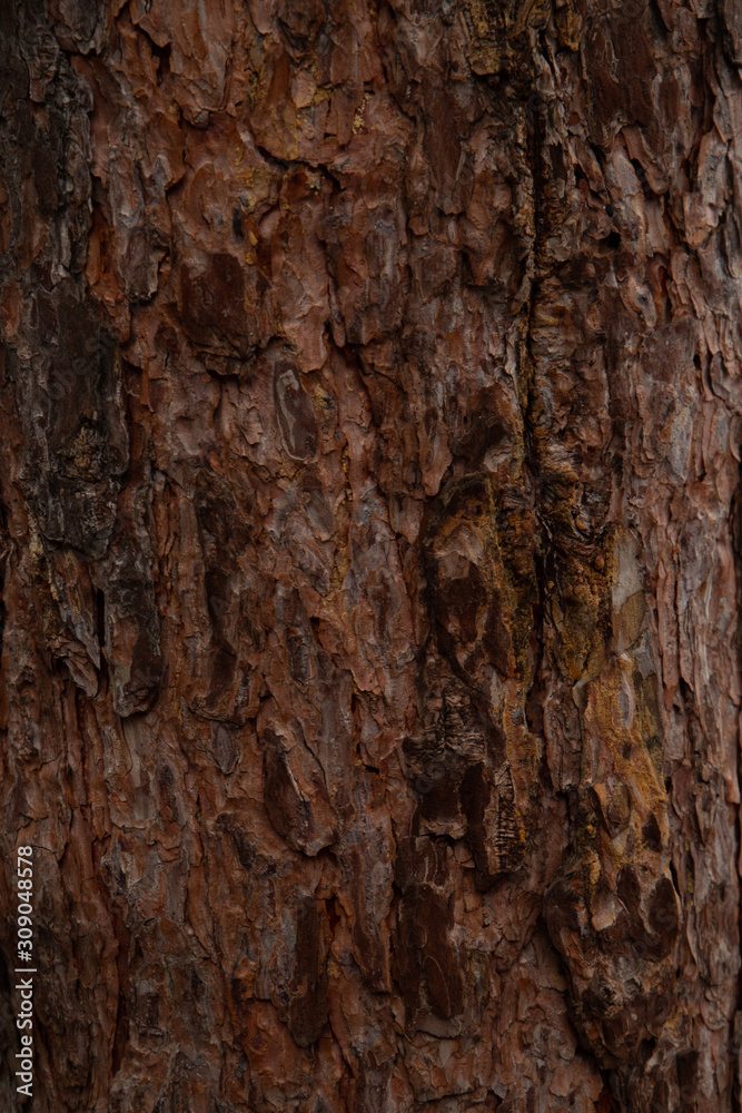 Texture of a bright brown pine bark Texture of a bright brown pine bark